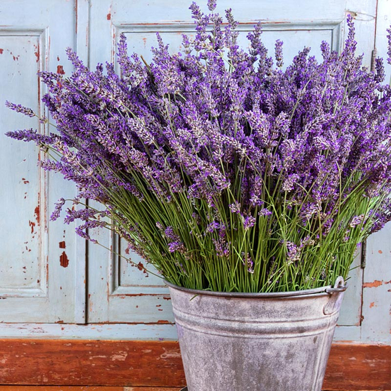 دمنوش اسطوخودوس ممتاز ژیکا - 110گرم
