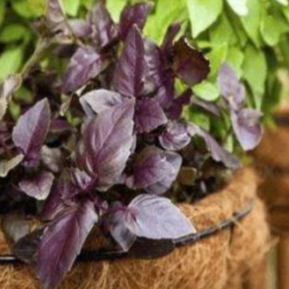 ریحان بنفش خشک ریحون 110 گرم