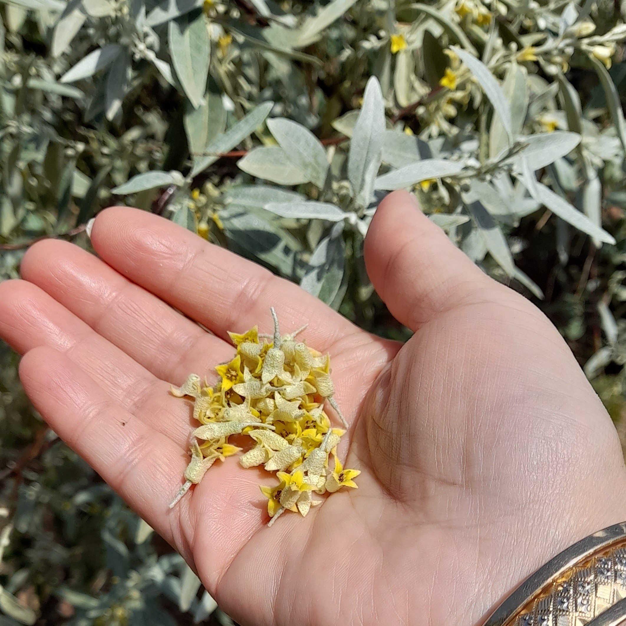 شکوفه سنجد گل و برگ درخت سنجد 50 گرمی برگ دمنوش با طبع گرم خشک